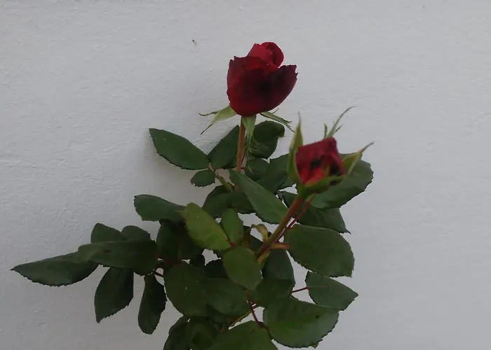 Ferienwohnung Gartenblick