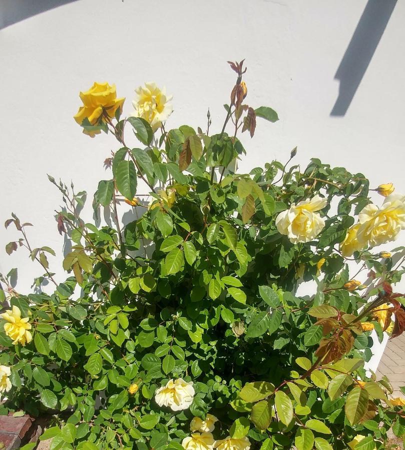 Gartenblick Worpswede
