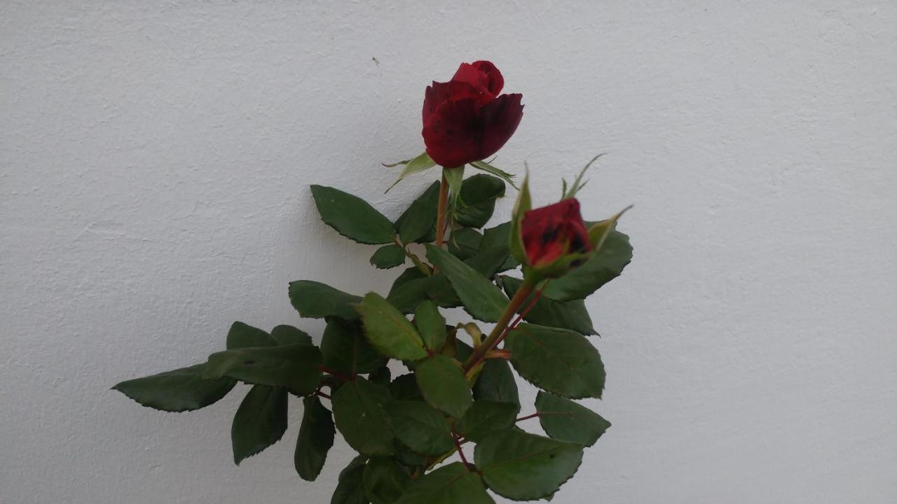 Apartment Gartenblick *